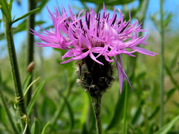 nevädzník hlaváčovitý  Colymbada scabiosa (L.) Holub