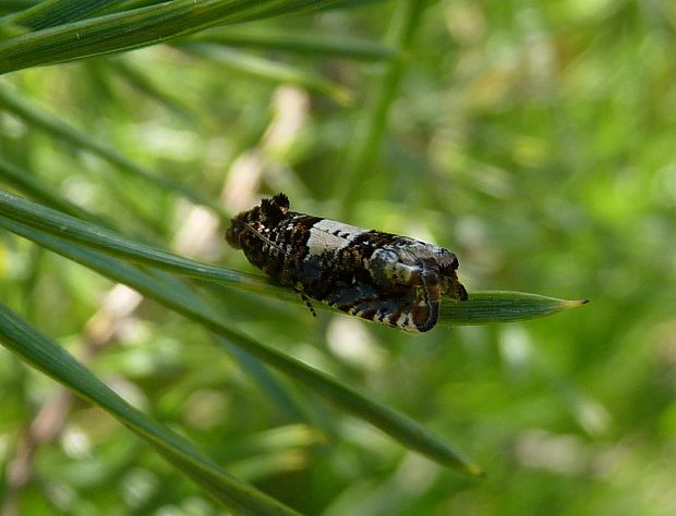 obalovač Epiblema scutulana