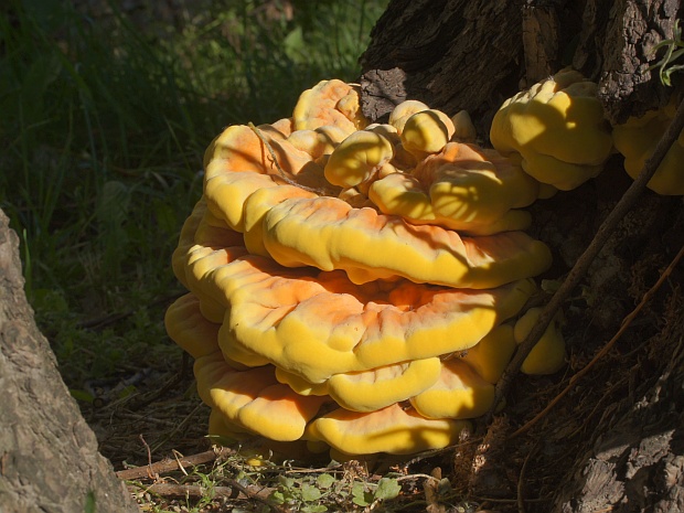 sírovec obyčajný Laetiporus sulphureus (Bull.) Murrill