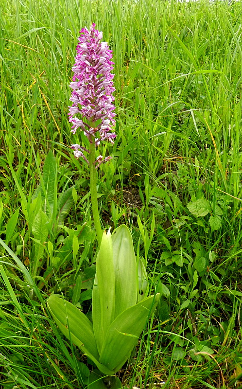 vstavač vojenský  Orchis militaris L.