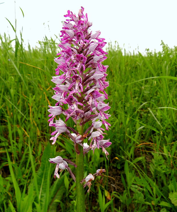 vstavač vojenský Orchis militaris L.