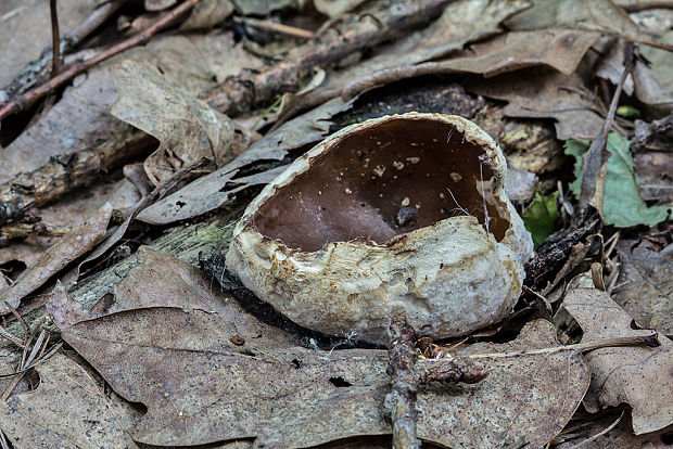 čiaška Peziza sp.