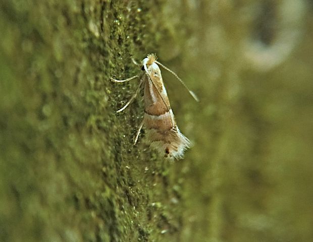 ploskáčik brestový Phyllonorycter ulmifoliella Hübner, 1817
