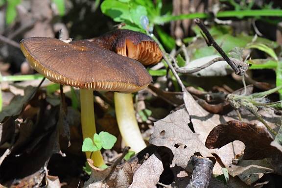 štítovka žltohlúbiková Pluteus romellii (Britzelm.) Sacc.