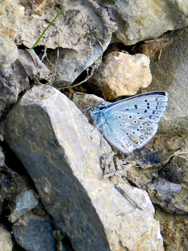 modráčik slovenský  Polyommatus slovacus