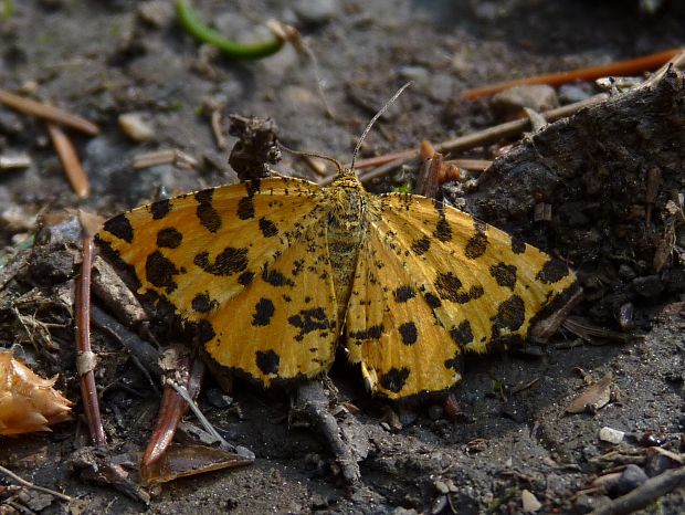 listnatka hluchavková  Pseudopanthera macularia