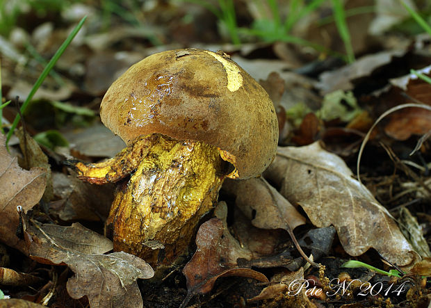 hríb zrnitohlúbikový Sutorius luridiformis (Rostk.) G. Wu & Zhu L. Yang