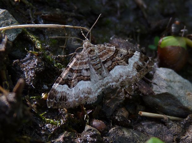 piadivka netýkavková  Xanthorhoe biriviata