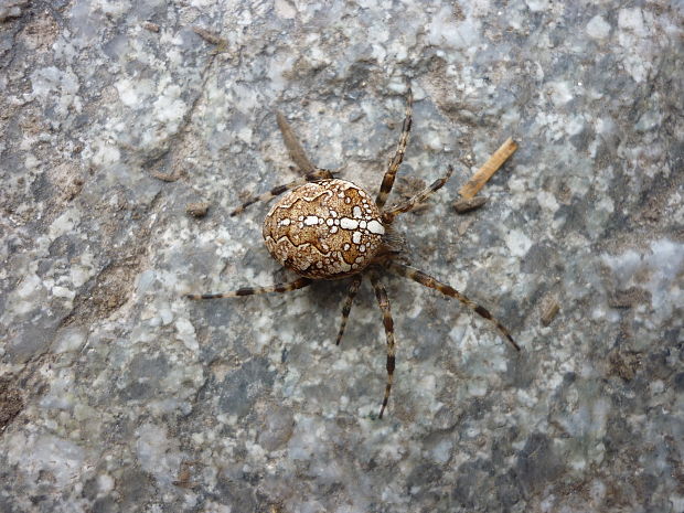 križiak mramorový Araneus marmoreus