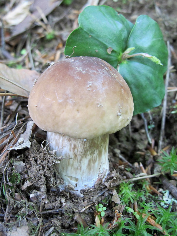 hríb smrekový Boletus edulis Bull.