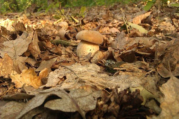 hríb dubový Boletus reticulatus Schaeff.