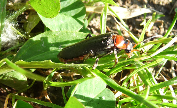 snehuľčík obyčajný Cantharis rustica