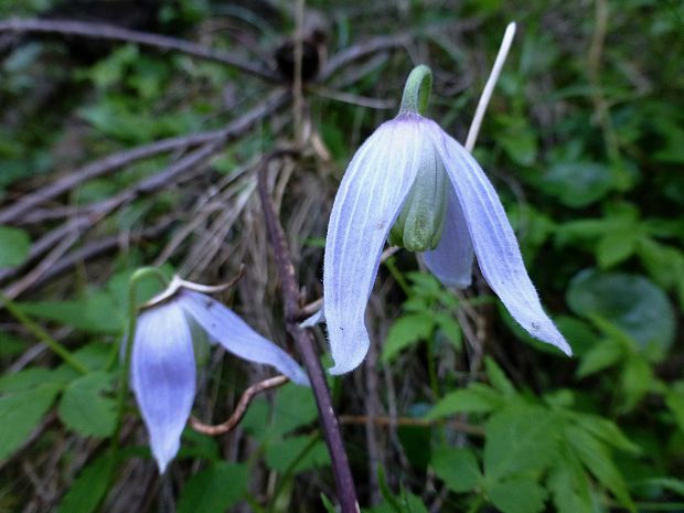 plamienok alpínsky Clematis alpina (L.) Mill.