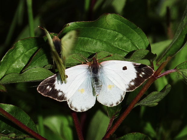 žltáčik podkovkový Colias alfacariensis