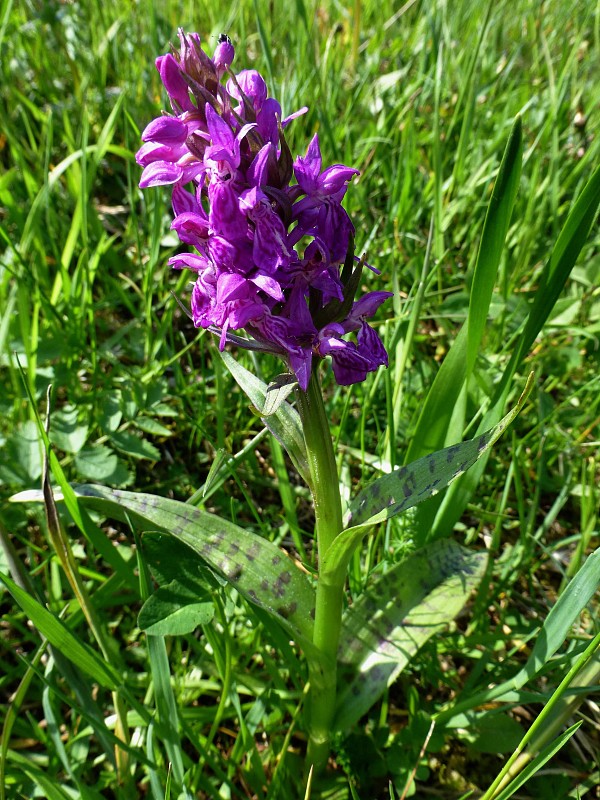 vstavačovec májový pravý Dactylorhiza majalis subsp. majalis (Reincherb.) Hunt & Summerh.