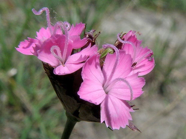 klinček pontederov Dianthus pontederae A. Kern.