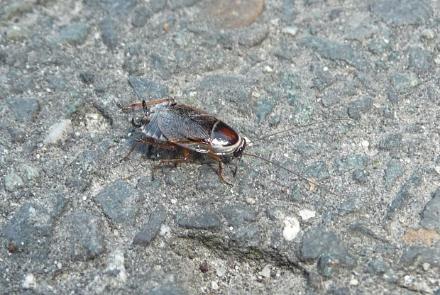 švábik hôrny Ectobius silvestris