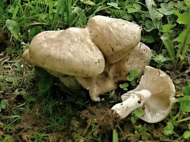 hodvábnica jarná - Závojenka podtrnka  Entoloma clypeatum    (L.) P. Kumm.