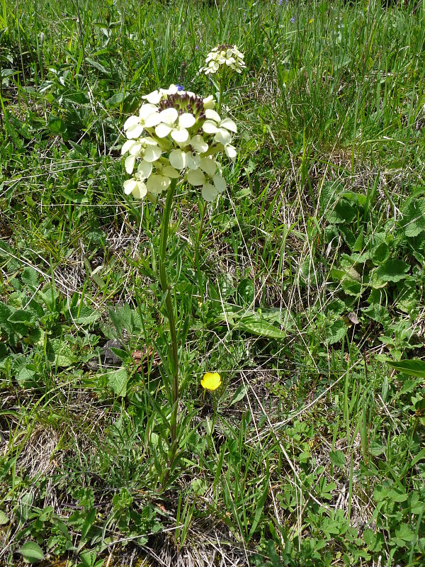 horčičník wittmannov Erysimum wittmannii Zaw.