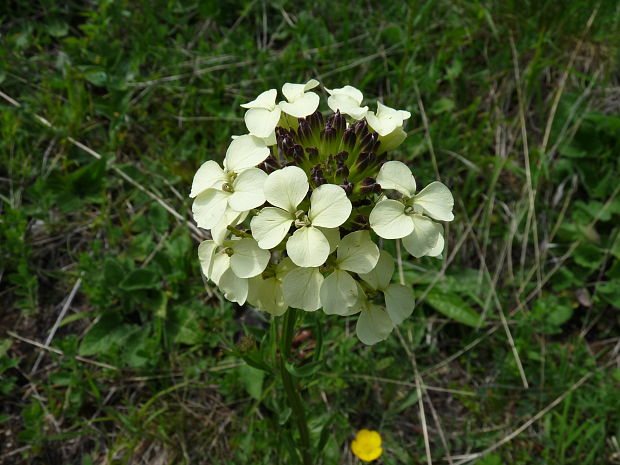 horčičník wittmannov Erysimum wittmannii Zaw.