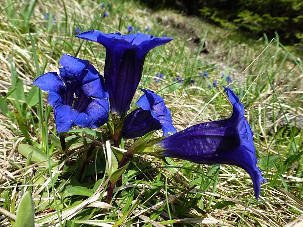 horec clusiov Gentiana clusii Perr. et Songeon