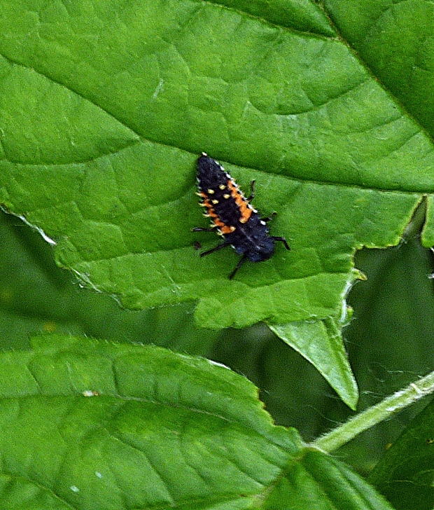 lienka-larva Harmonia axyridis