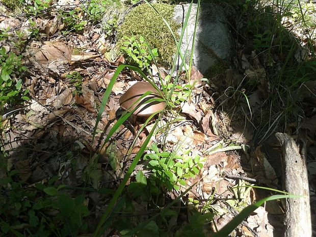 kozák hrabový Leccinum pseudoscabrum (Kallenb.) Šutara