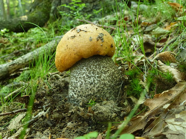 kozák žltooranžový Leccinum versipelle (Fr. & Hök) Snell