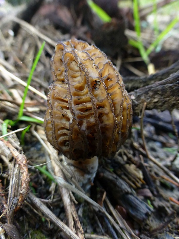 smrčok Morchella sp.