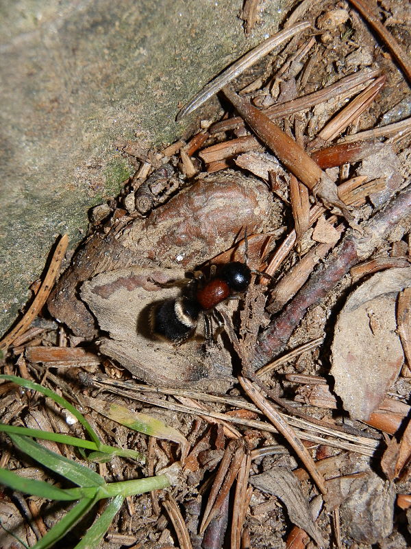 pamravec obyčajný Mutilla europaea