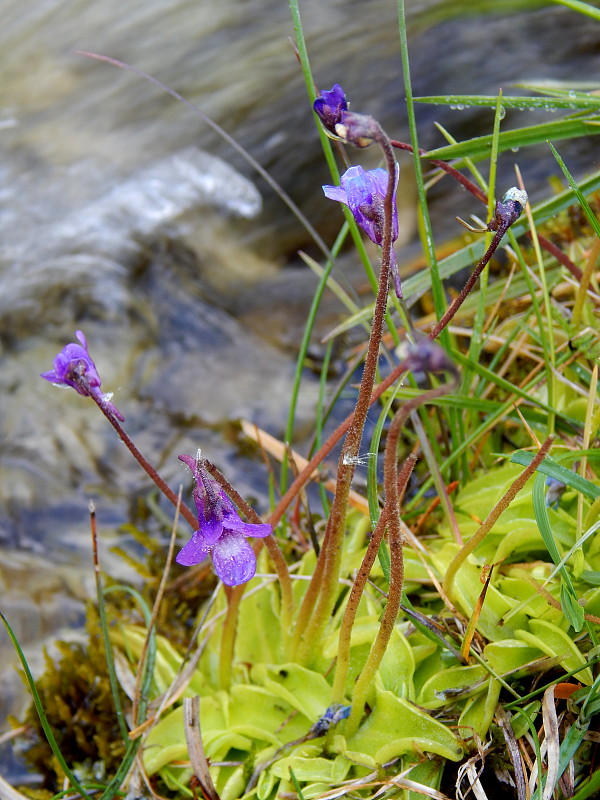 tučnica obyčajná Pinguicula vulgaris L.