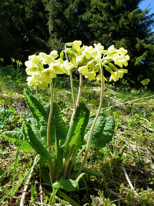 prvosienka vyššia Primula elatior (L.) L.