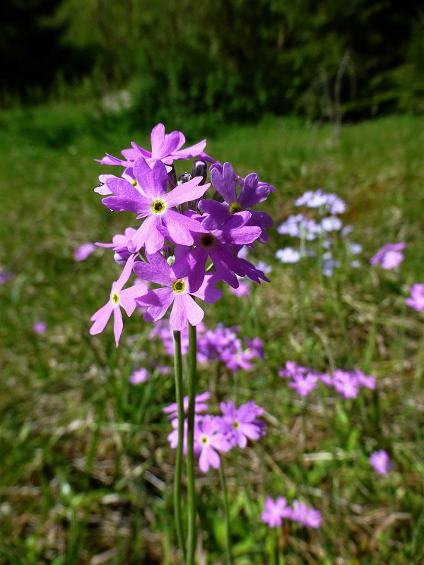 prvosienka pomúčená Primula farinosa L.