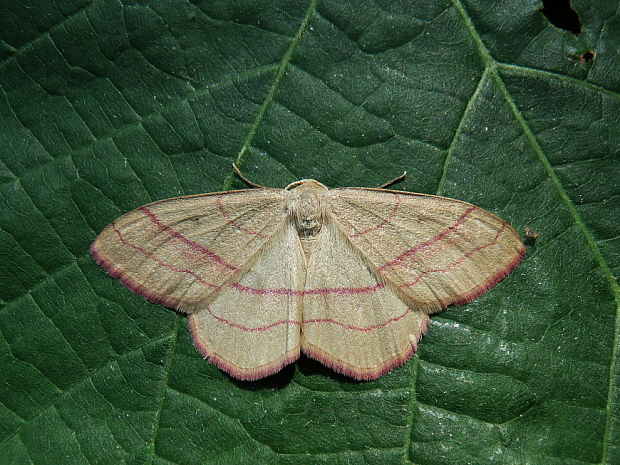 piadica prútnatcová Rhodostrophia vibicaria