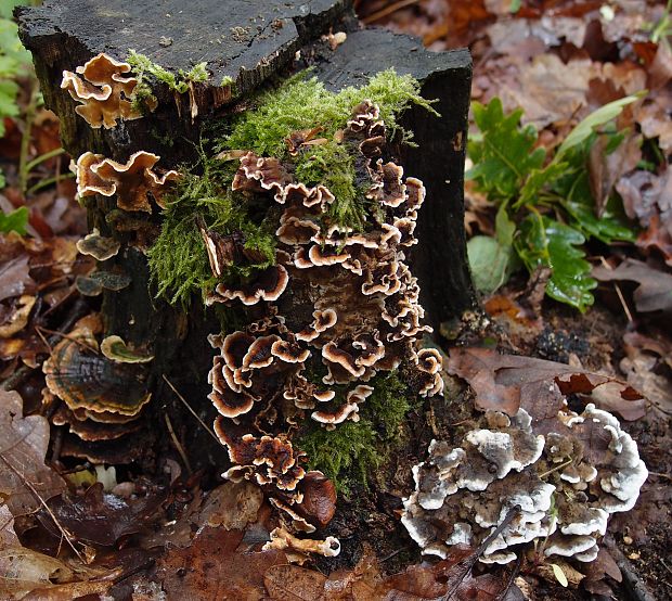 trúdnikovec pestrý Trametes versicolor (L.) Lloyd