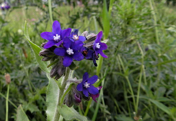 smohla lekárska Anchusa officinalis L.