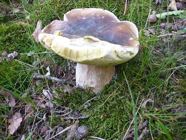 hríb smrekový Boletus edulis Bull.