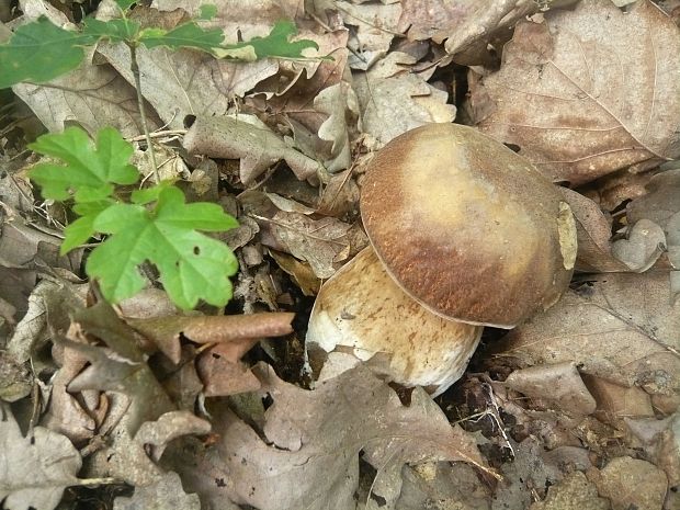 hríb dubový Boletus reticulatus Schaeff.