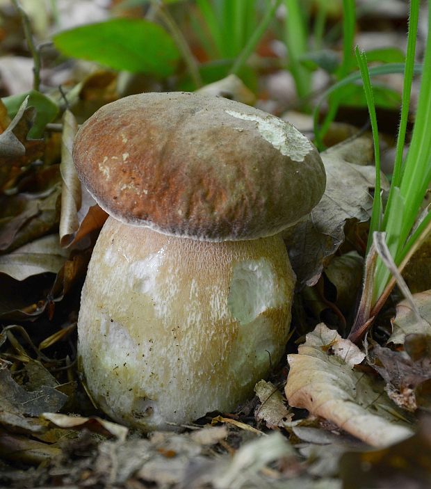 hríb dubový Boletus reticulatus Schaeff.