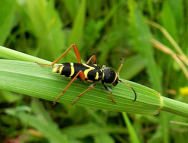 fuzáč Clytus arietis