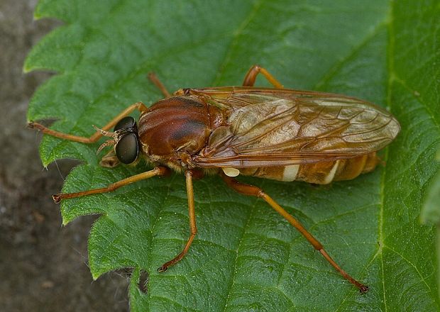 . Coenomyia ferruginea