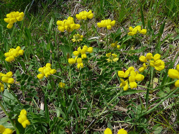 ranostaj pošvatý Coronilla vaginalis Lam.