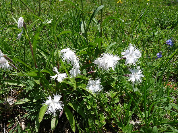 klinček včasný Dianthus praecox Kit.