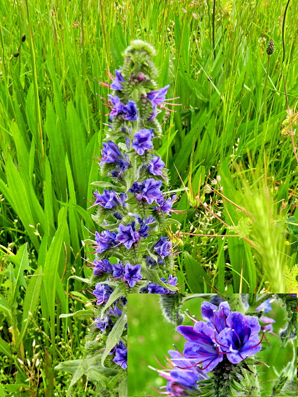 hadinec obyčajný Echium vulgare L.