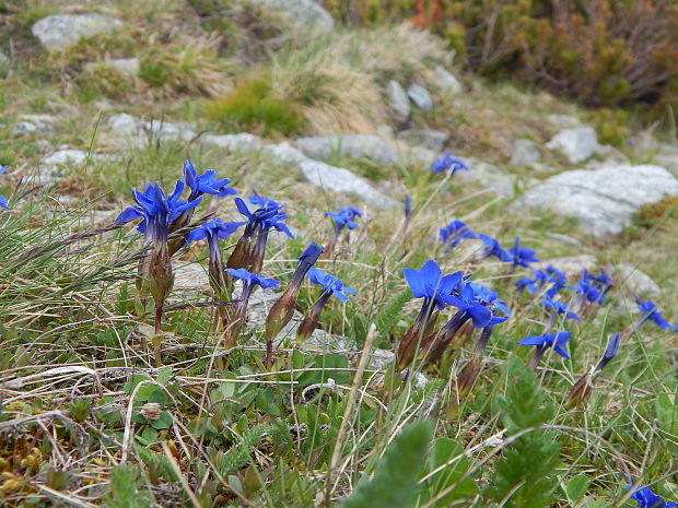 horec jarný Gentiana verna L.