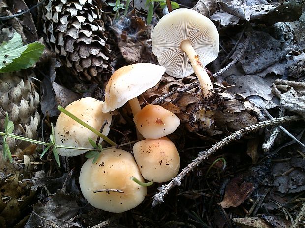 peniazovka huňatá Gymnopus hariolorum (Bull.) Antonín, Halling & Noordel.