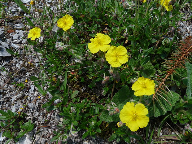 devätorník veľkokvetý Helianthemum grandiflorum (Scop.) DC.