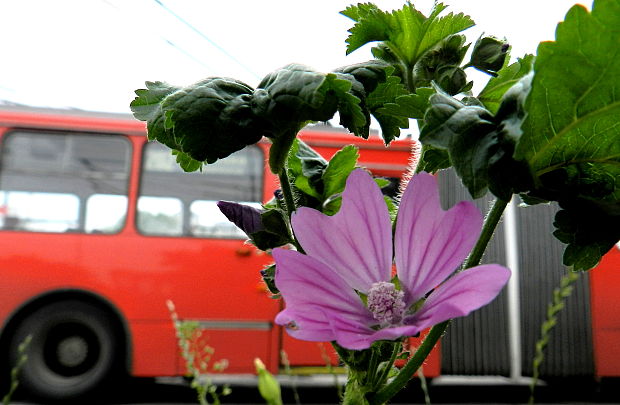 slez lesný Malva sylvestris L.