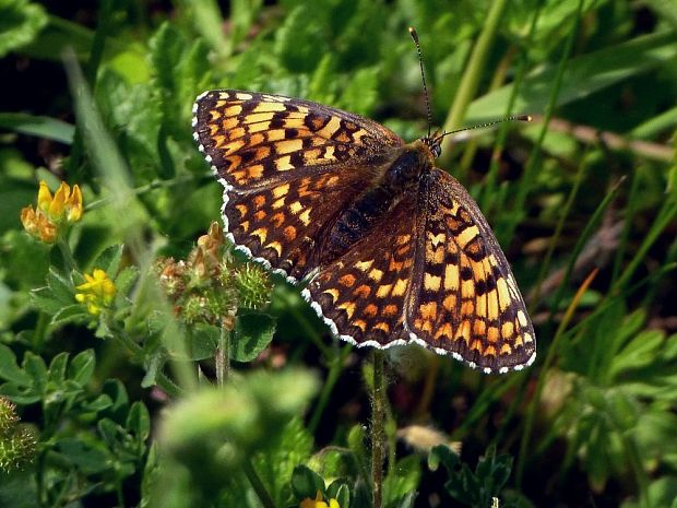 hnedáčik nevädzový (sk) / hnědásek diviznový (cz) Melitaea phoebe Denis & Schiffermüller, 1775