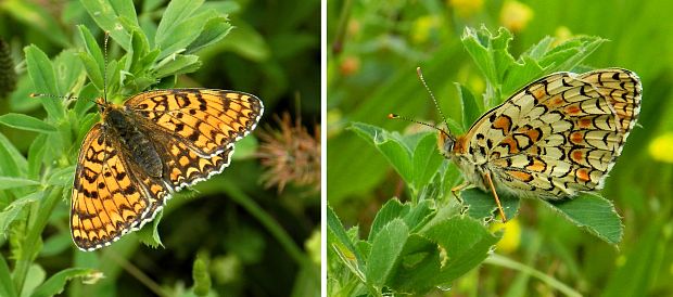 hnedáčik nevädzový Melitaea phoebe